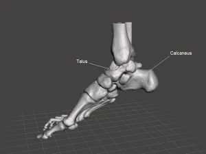 right foot - male 3D Model