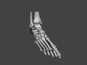 right foot - male 3D Модель