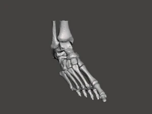 right foot - male 3D Model