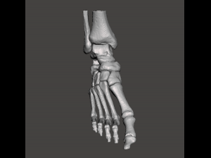 right foot - male 3D Модель