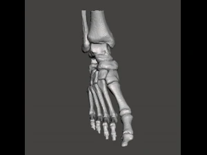right foot - male 3D Model