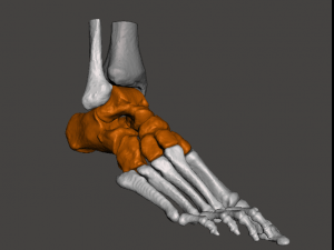 right foot - male 3D Модель