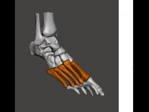 right foot - male 3D Модель