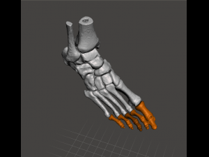 right foot - male 3D Модель