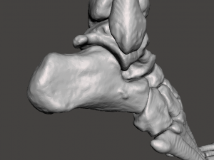 right foot - male 3D Модель