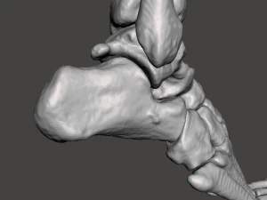 right foot - male 3D Model