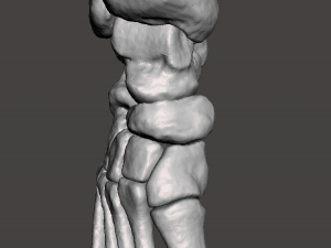right foot - male 3D Модель