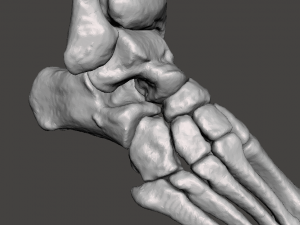 right foot - male 3D Модель