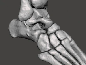 right foot - male 3D Model