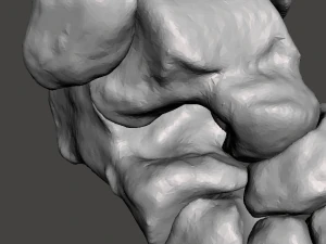 right foot - male 3D Model