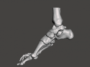 right foot - male 3D Модель