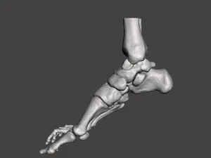 right foot - male 3D Model