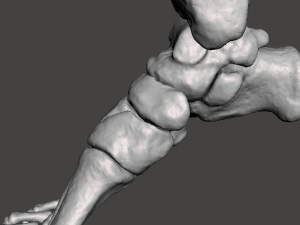 right foot - male 3D Модель