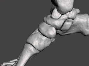 right foot - male 3D Model