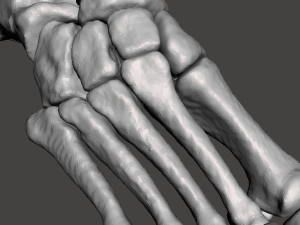 right foot - male 3D Модель