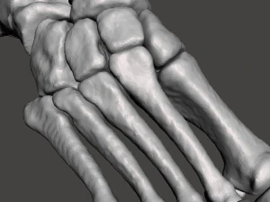 right foot - male 3D Model