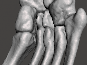 right foot - male 3D Модель