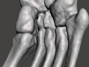 right foot - male 3D Model