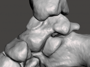 right foot - male 3D Модель