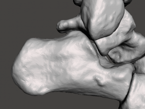 right foot - male 3D Модель