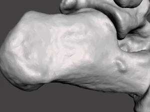 right foot - male 3D Model