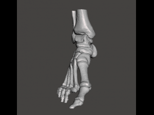 right foot - male 3D Модель