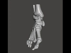 right foot - male 3D Model
