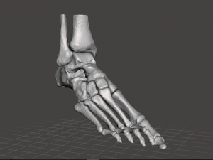 right foot - male 3D Модель
