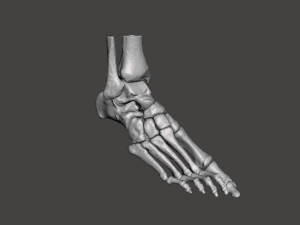 right foot - male 3D Модель