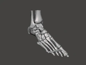 right foot - male 3D Model