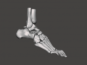 right foot - male 3D Модель