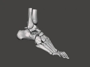 right foot - male 3D Model
