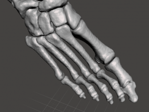 right foot - male 3D Модель