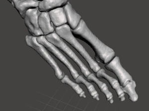 right foot - male 3D Model