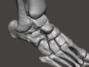 right foot - male 3D Модель