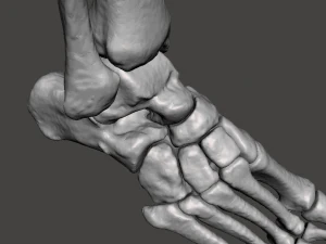 right foot - male 3D Model