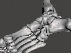 right foot - male 3D Модель
