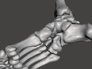 right foot - male 3D Model
