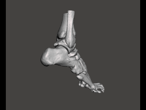 right foot - male 3D Модель