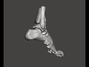 right foot - male 3D Model
