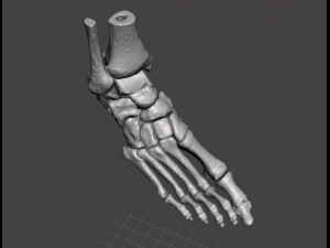 right foot - male 3D Модель