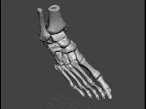 right foot - male 3D Model