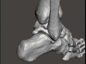 right foot - male 3D Модель