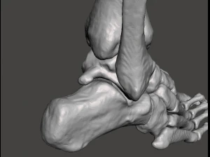 right foot - male 3D Model