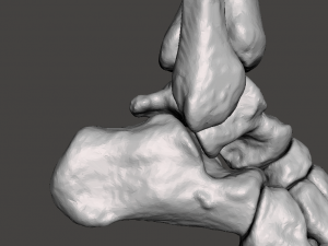 right foot - male 3D Модель