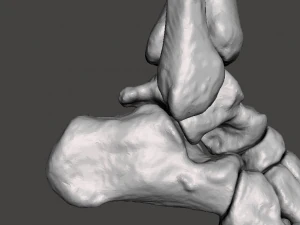 right foot - male 3D Model