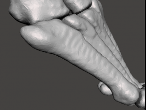 right foot - male 3D Модель