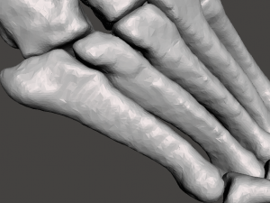 right foot - male 3D Модель