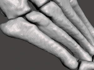 right foot - male 3D Model