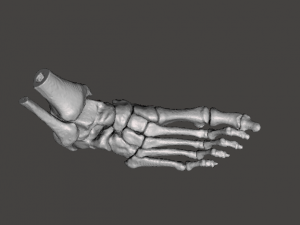right foot - male 3D Модель